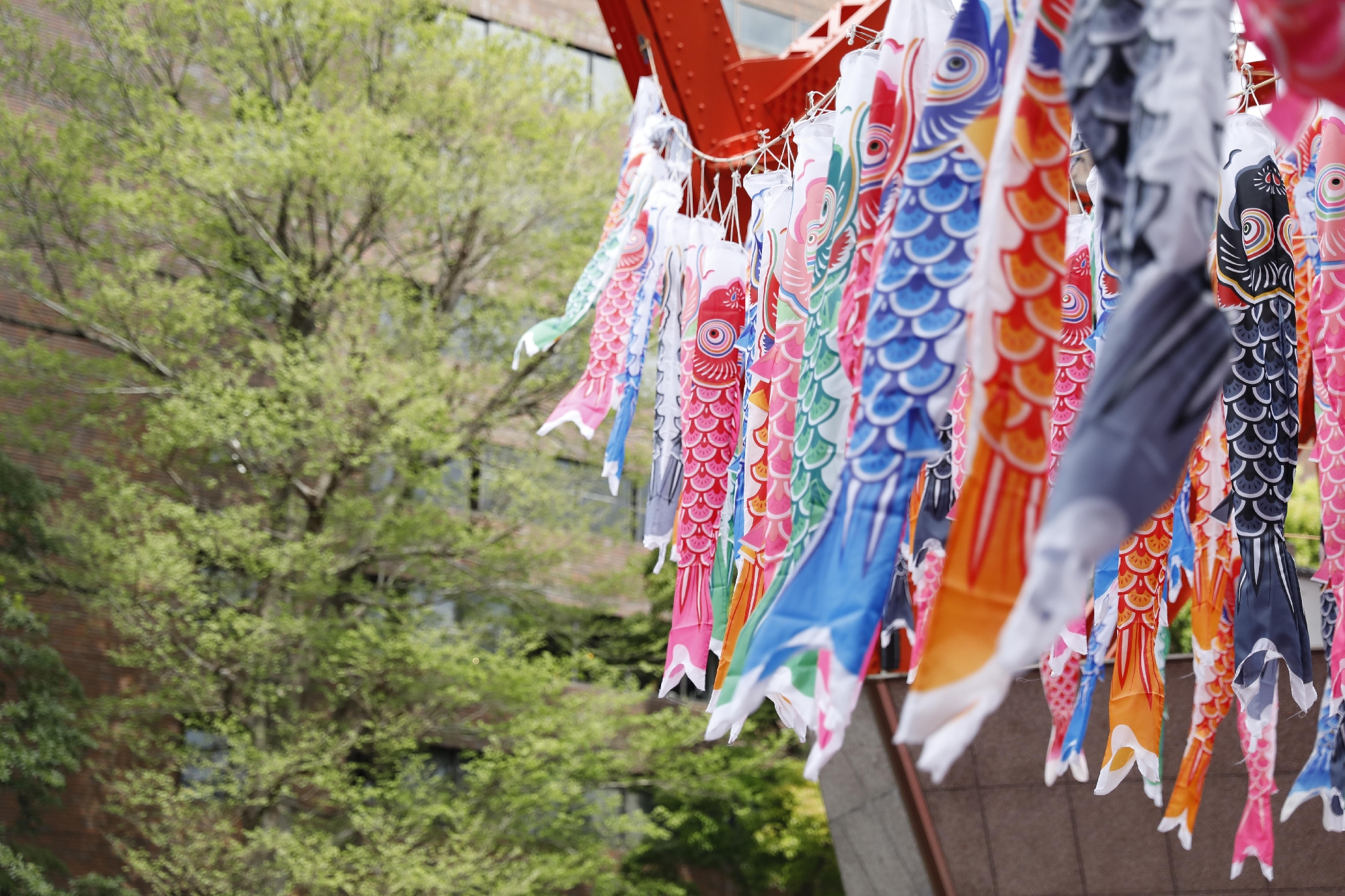 日本文化紹介１―こどもの日―