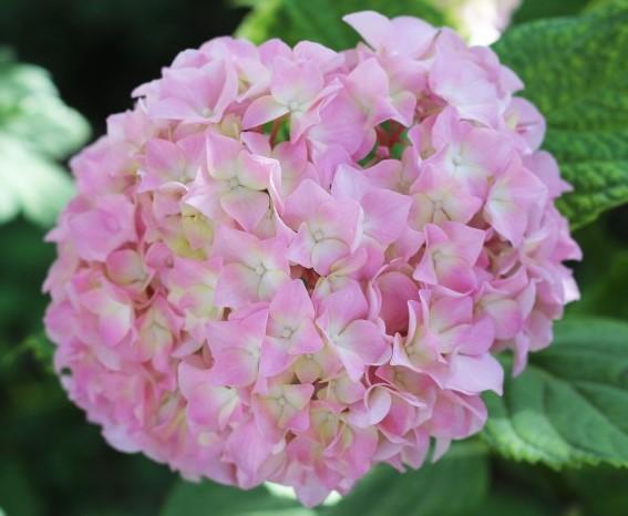 梅雨（紫陽花）